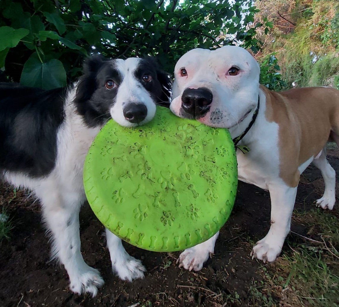 Draco y Uzi - Los perritos inspiradores